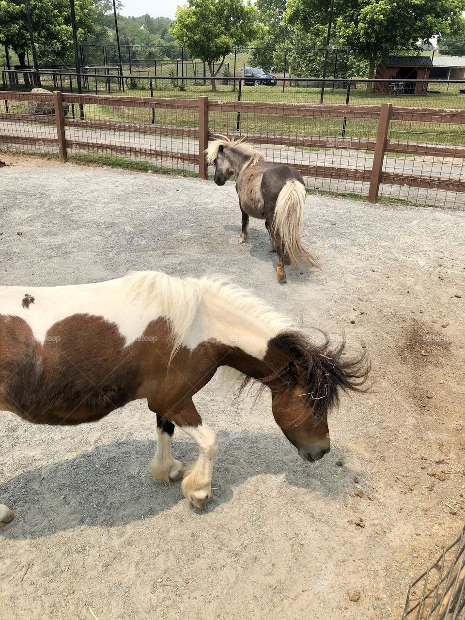 Horses at Nova Wild - visit at. Reston zoo 