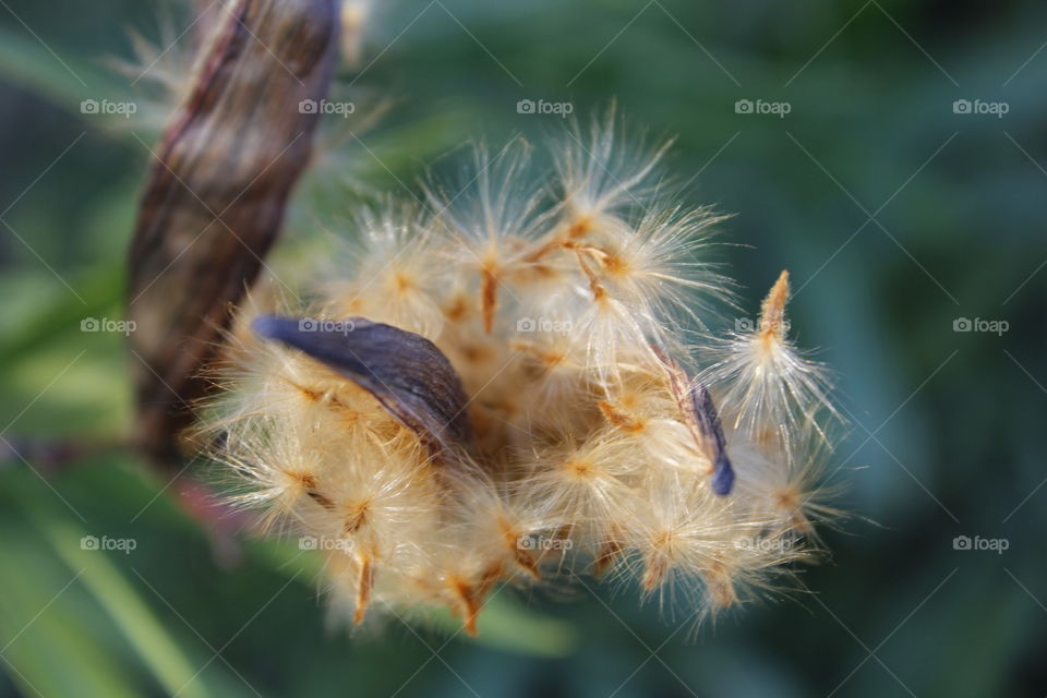 a close up shot a furry seeds on a plant. seeds, plant, blurred, outdoors, nature