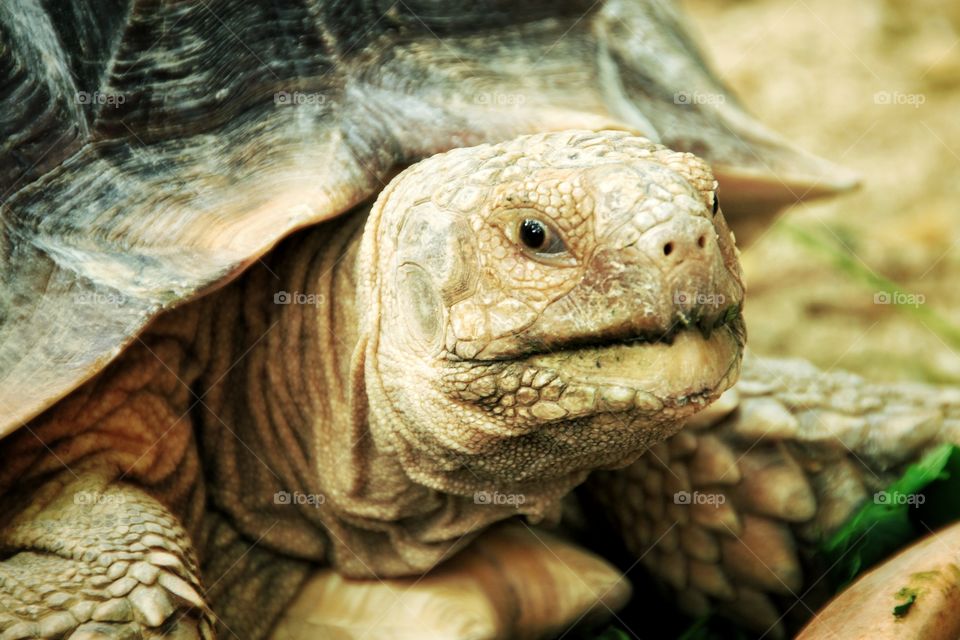 One turtle emerged his head out of its shell. Animal photography.