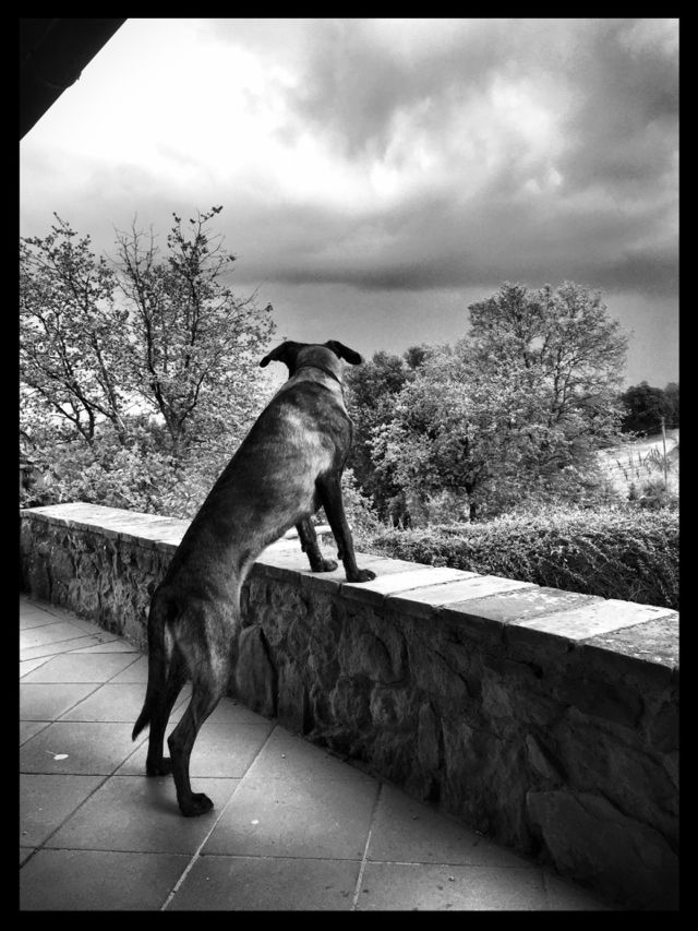 Dog on balcony 