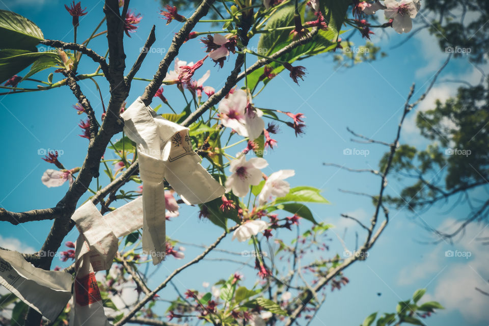 A cherry tree next to a shrine. One can write down a wish and tie it on a branch.