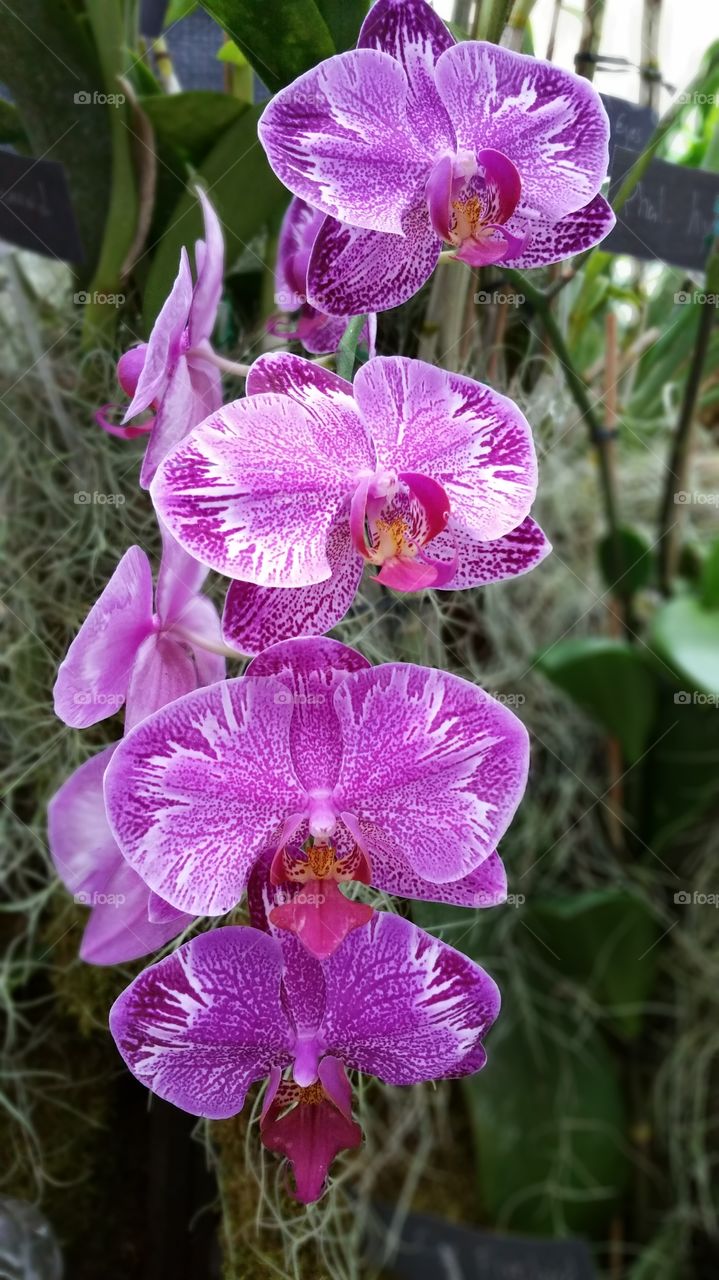 Magenta orchids