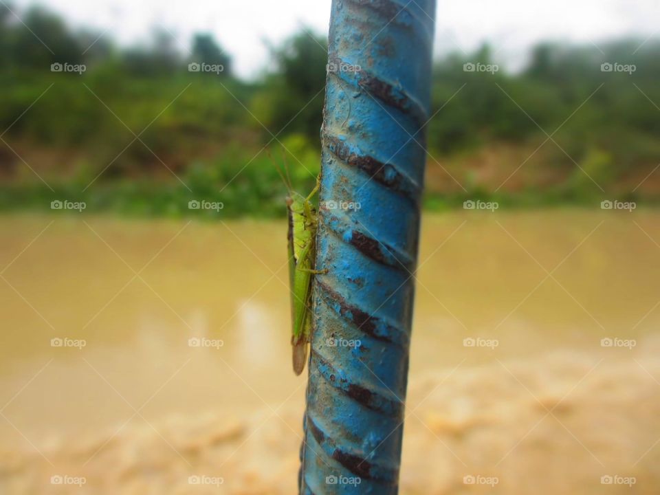 A grasshopper sitting on one of the poles on our boat close to Siem reap, Cambodia 