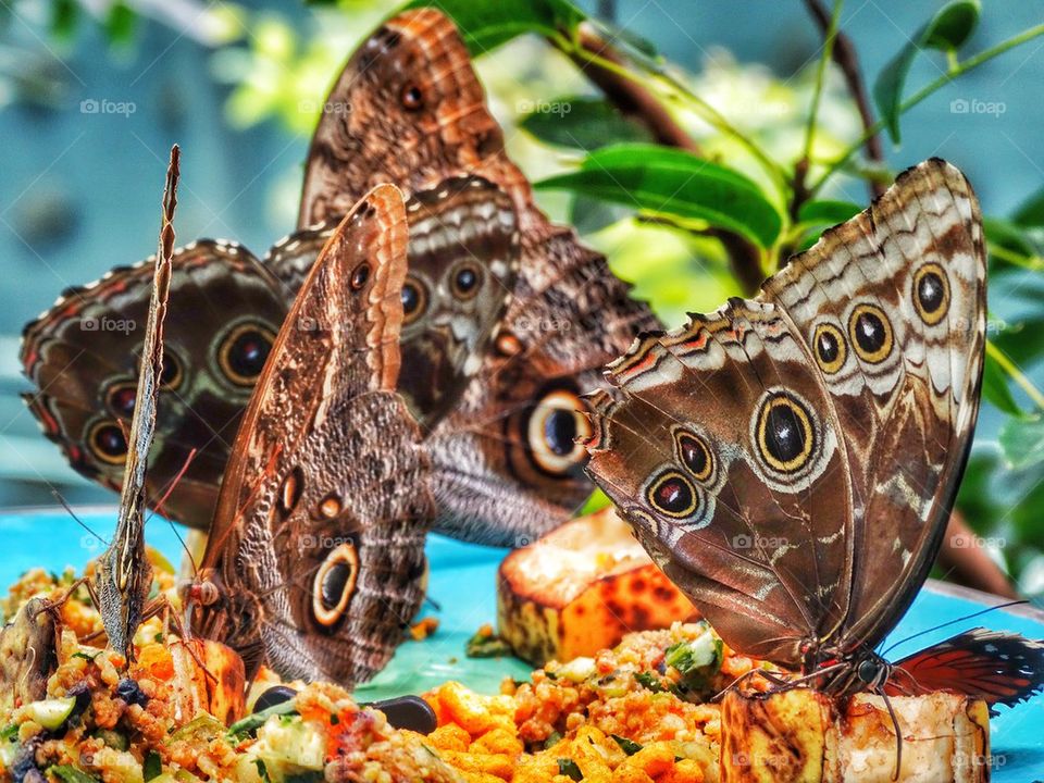 Giant Tropical Butterfly

