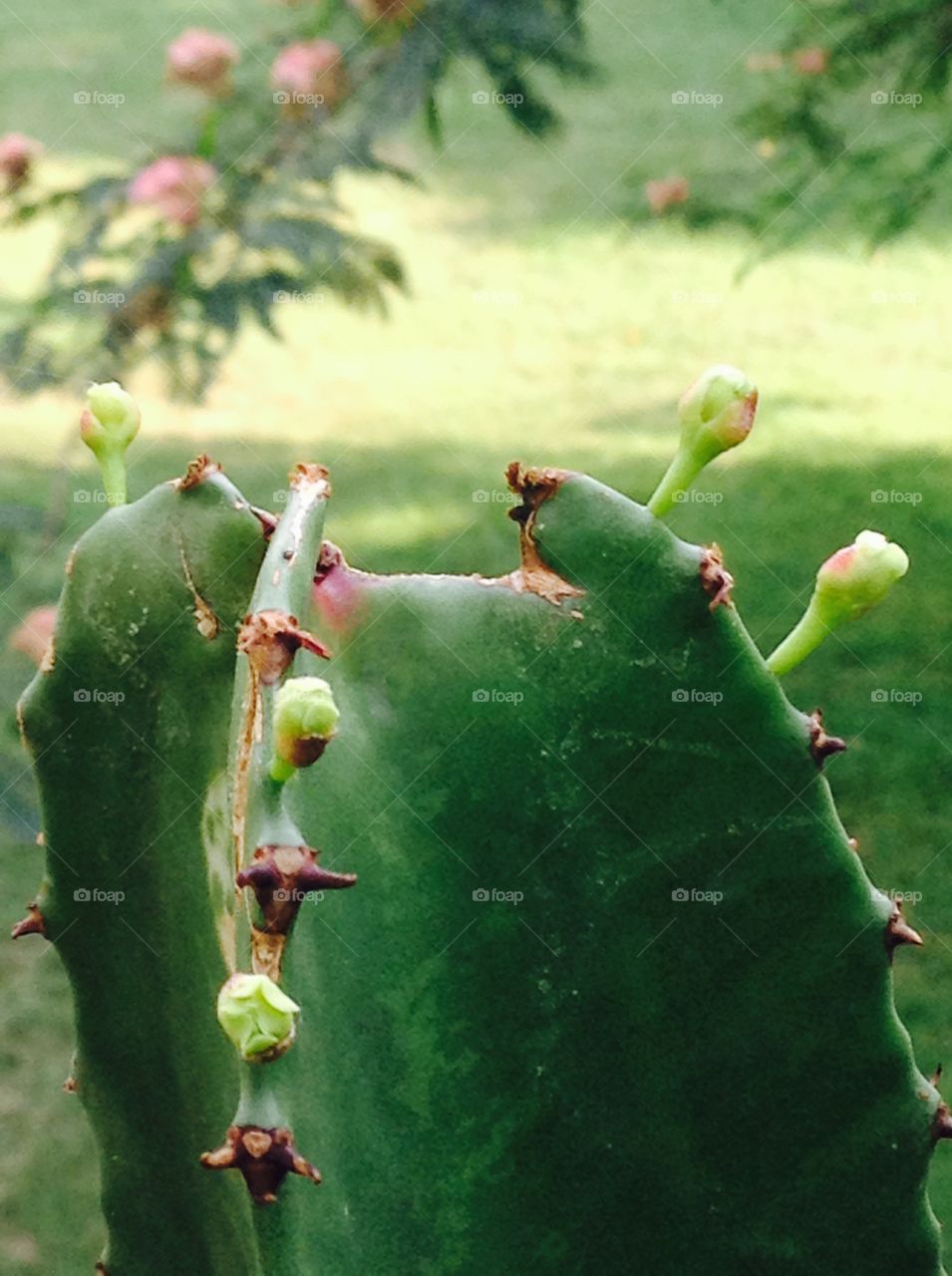Cactus, Succulent, Spine, No Person, Nature