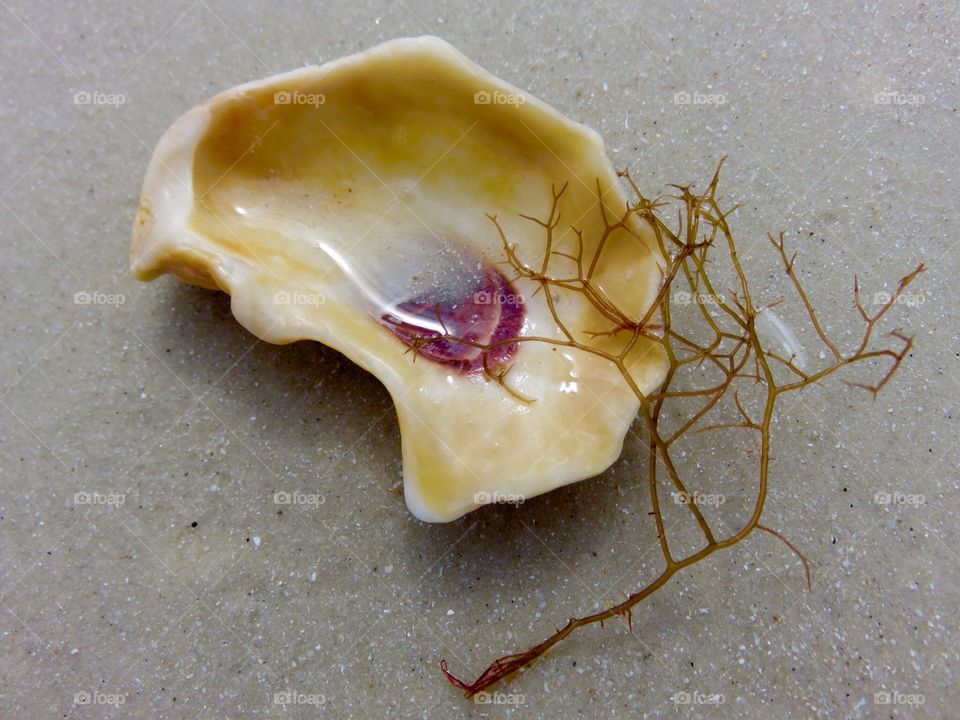 Awwww Shucks!. Oyster Shell