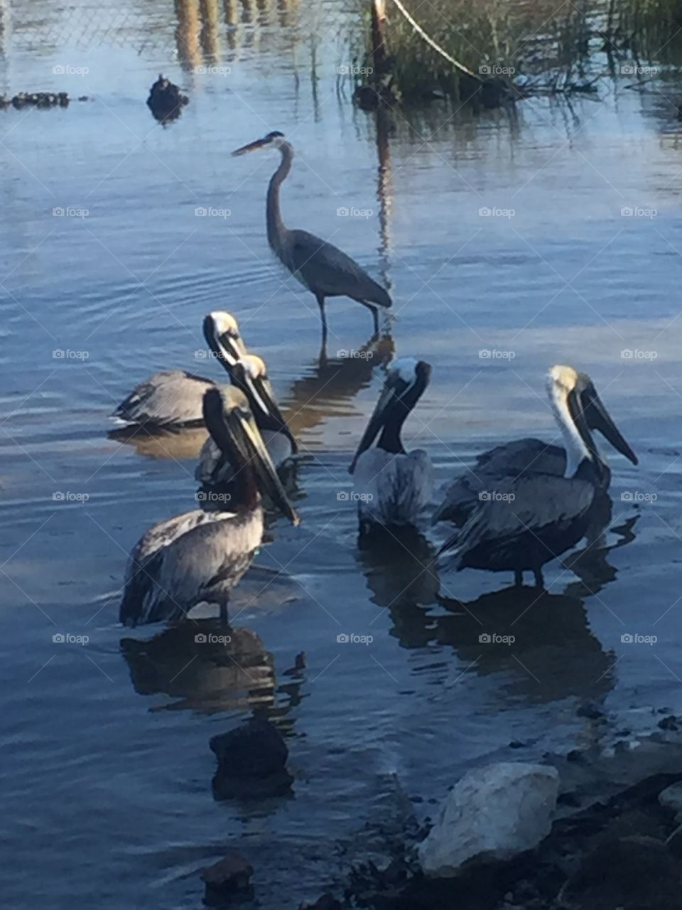 Birds in a marsh