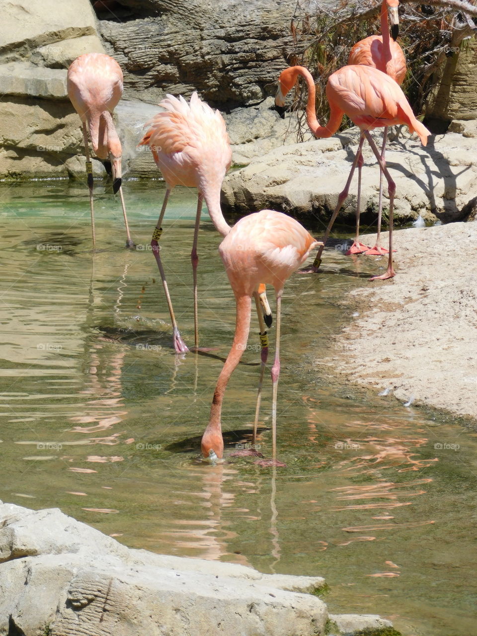 Les flamants roses de Mundomar 