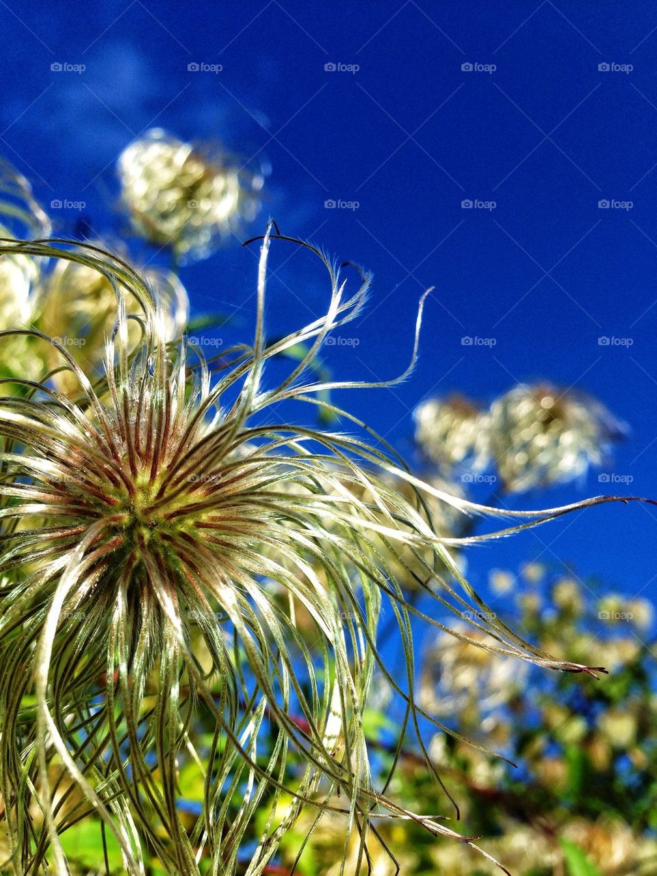 Close up of beautiful flower