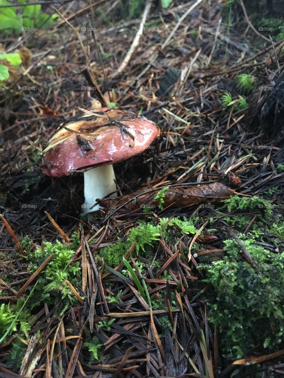 Mushroom growing on land