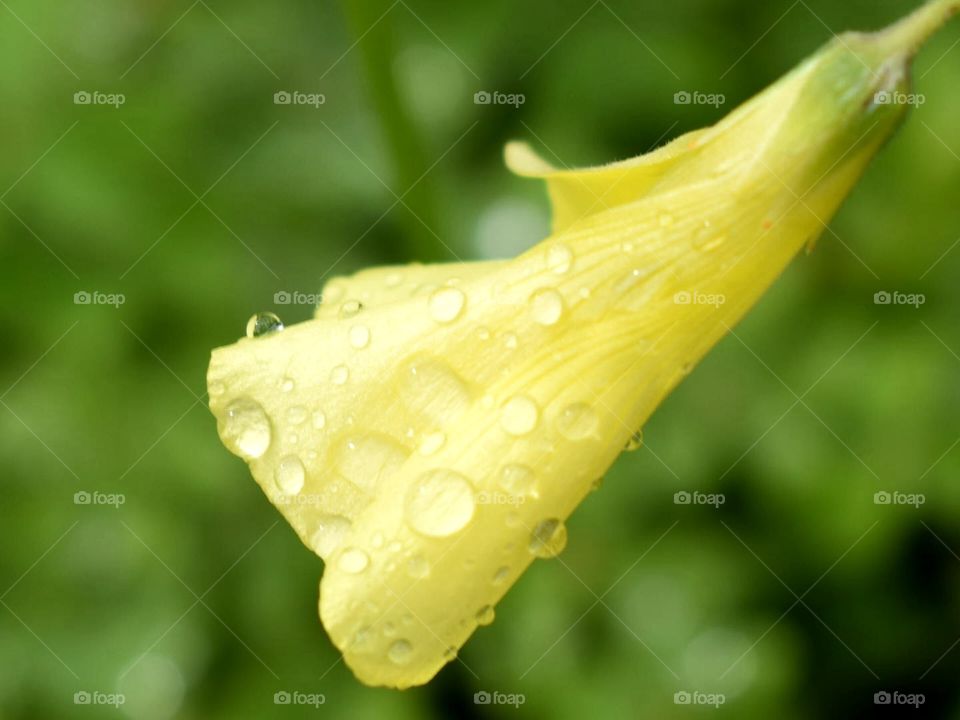 flower with rain drops