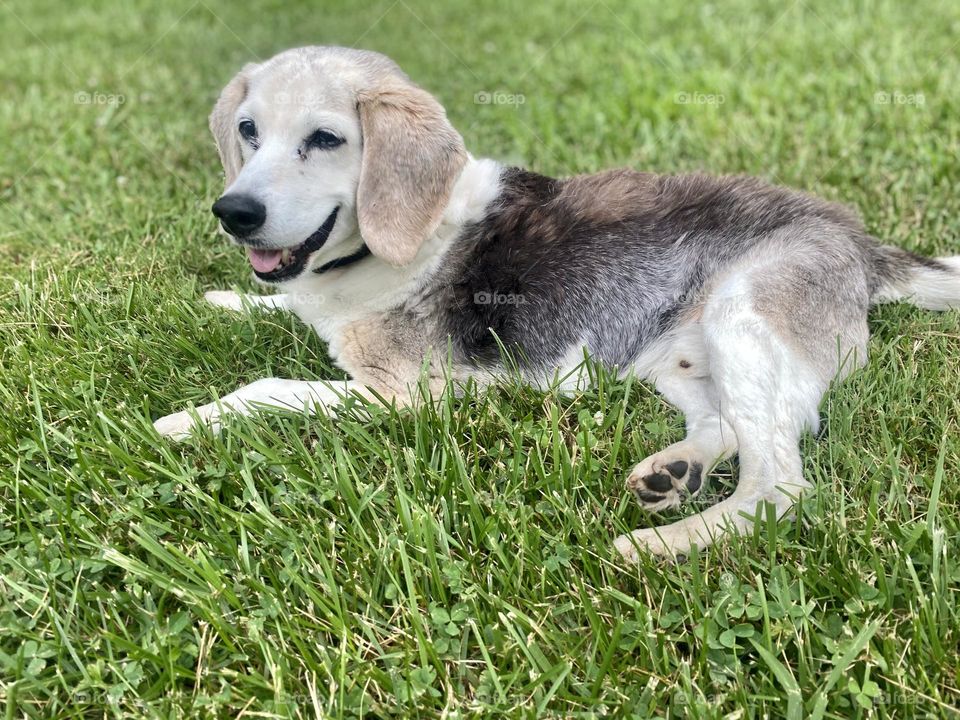 Sunbathing at its finest!