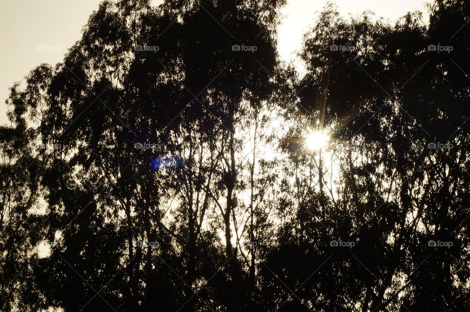 tree and sun. wonderfull moment