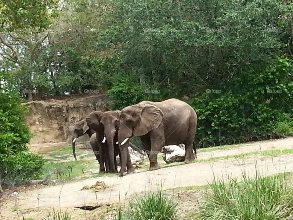 Elephants at Disney Animal Kingdom