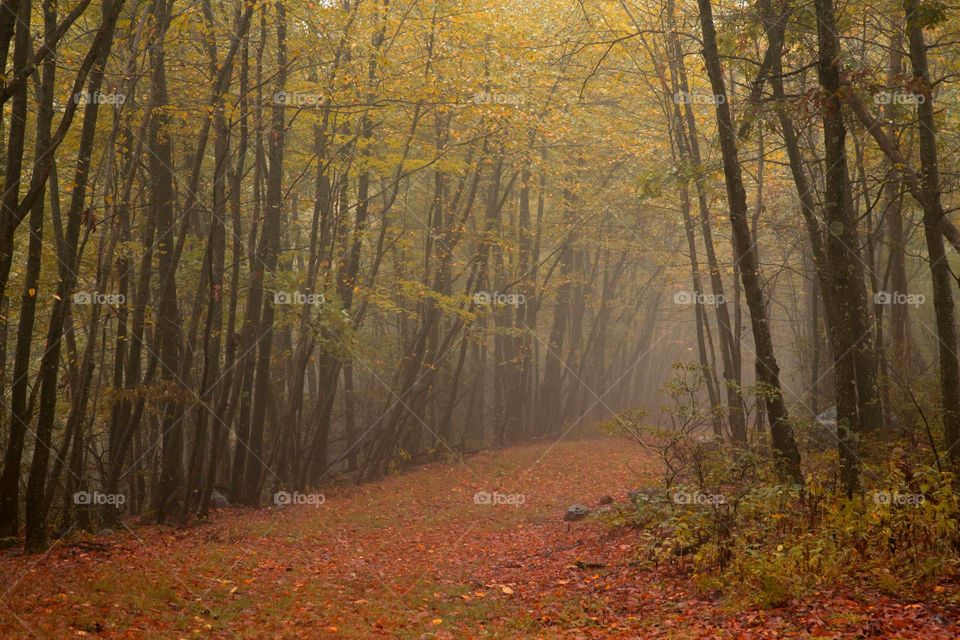 Foggy woods 