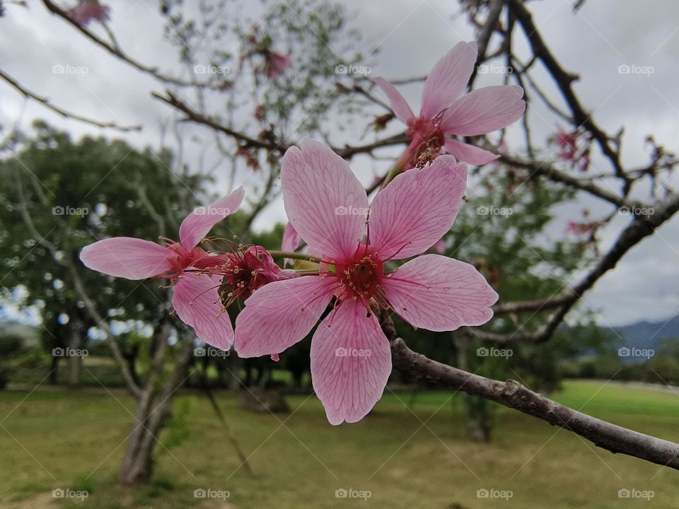 Cherry blossoms at Chulu Ranch in Beinan Township