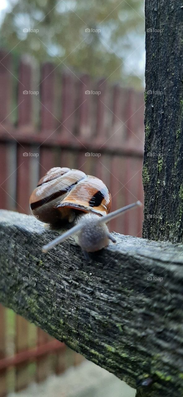 snail in autumn