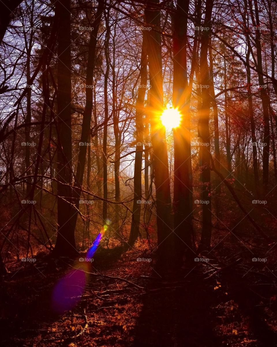 Sunset In Jungle Photo
Amazing Nature Sunset Pic Of Trees In Jungle