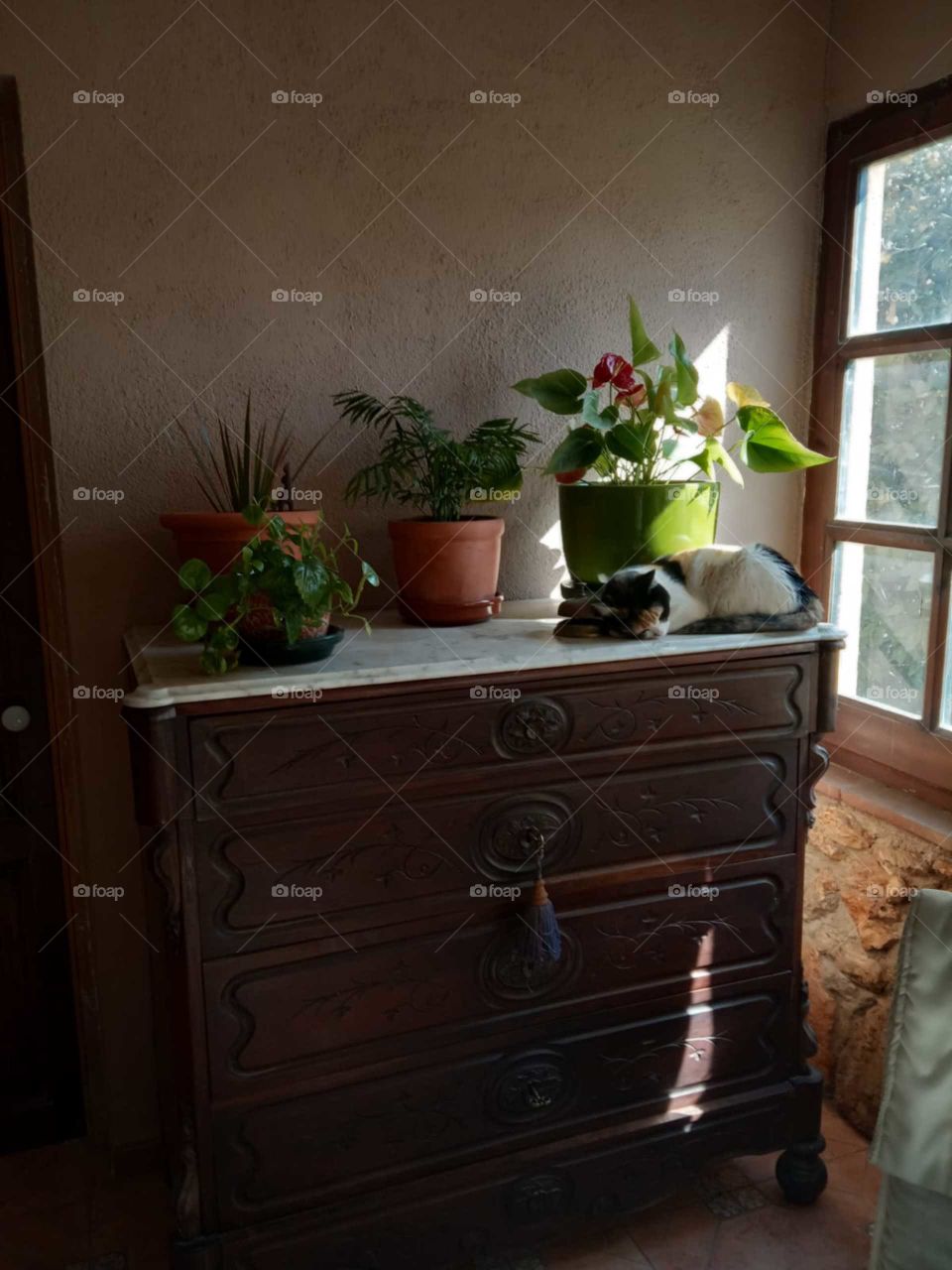 some plants and my sleeping cat