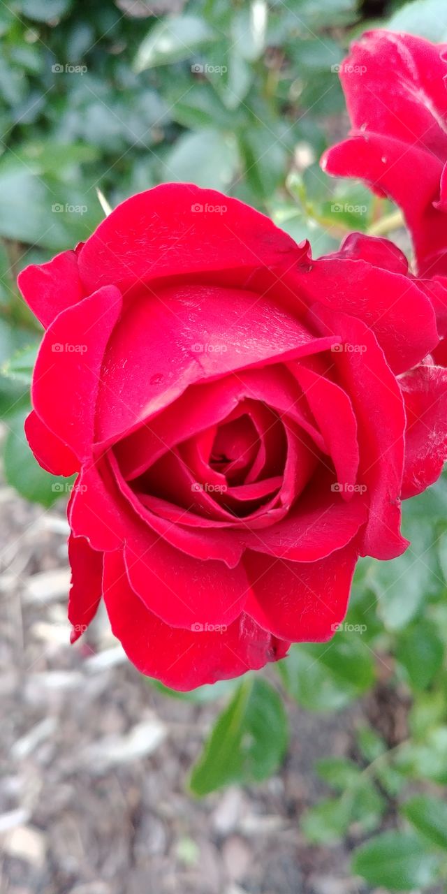 flower blühen Blüten Blume rosa rot rot Rose red romantisch love liebe