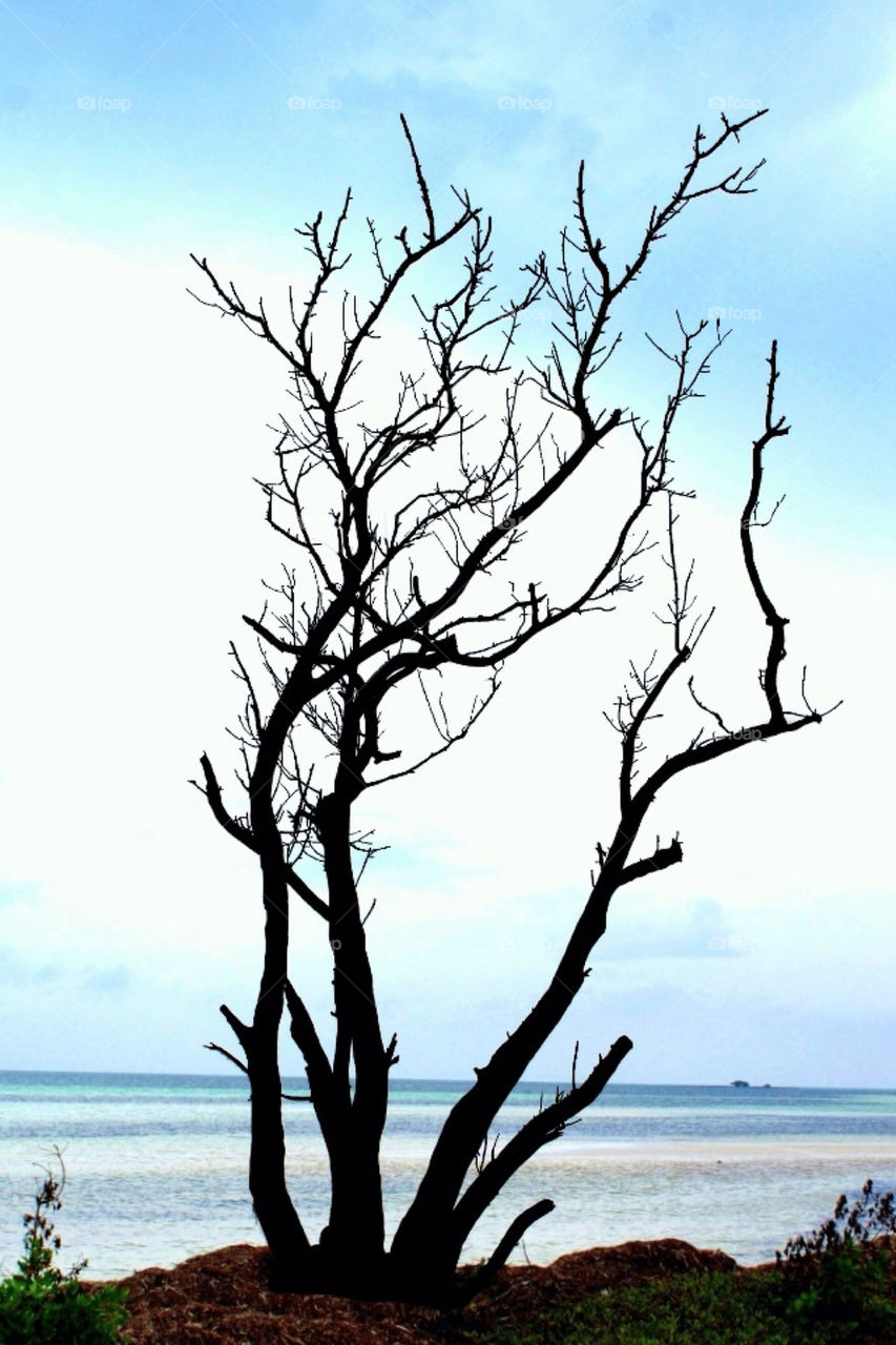 TREE ON BEACH