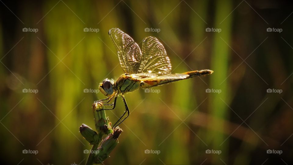 summer dragonfly
