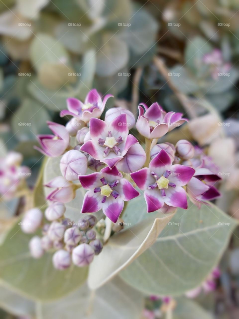 beautiful colorful flowers with blurred background  , closeup , focus , details , natural background