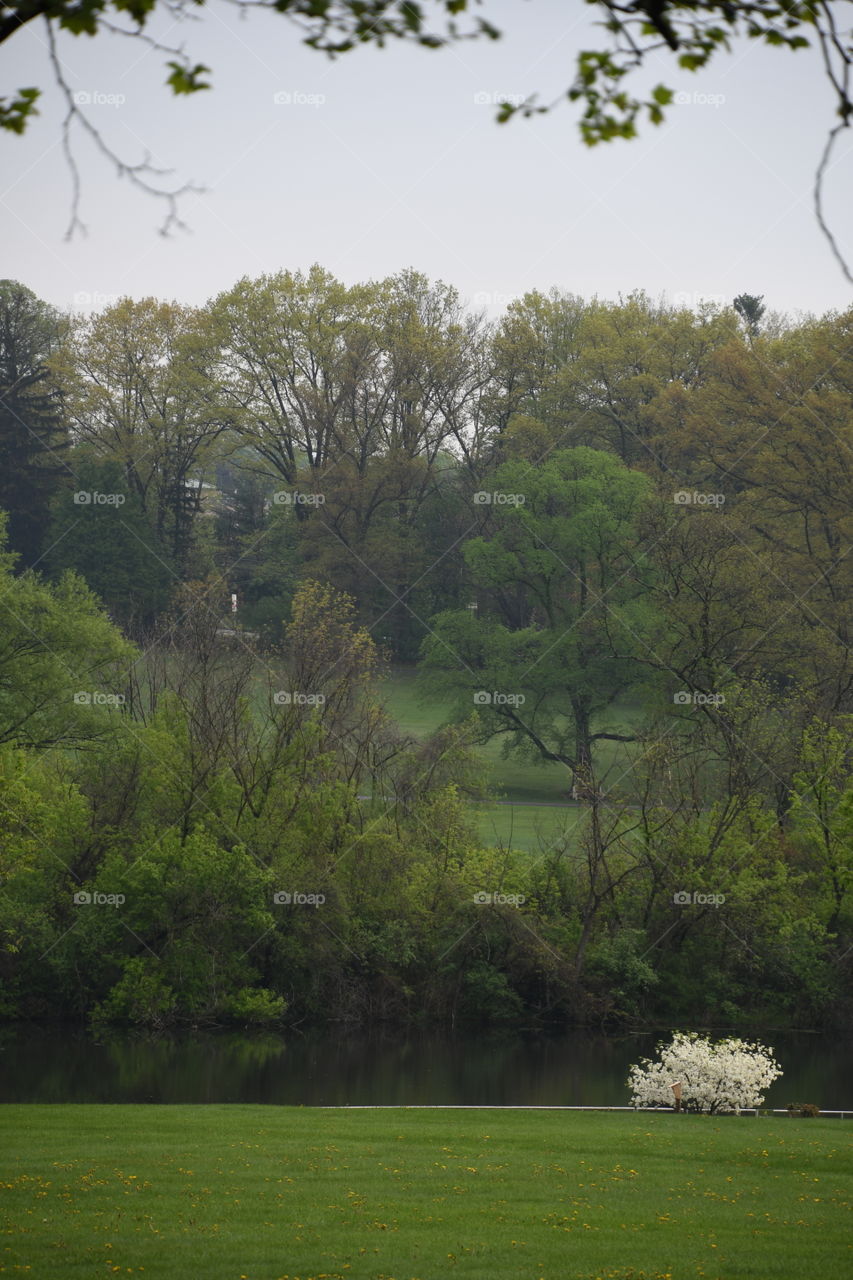 park with white blooming tree