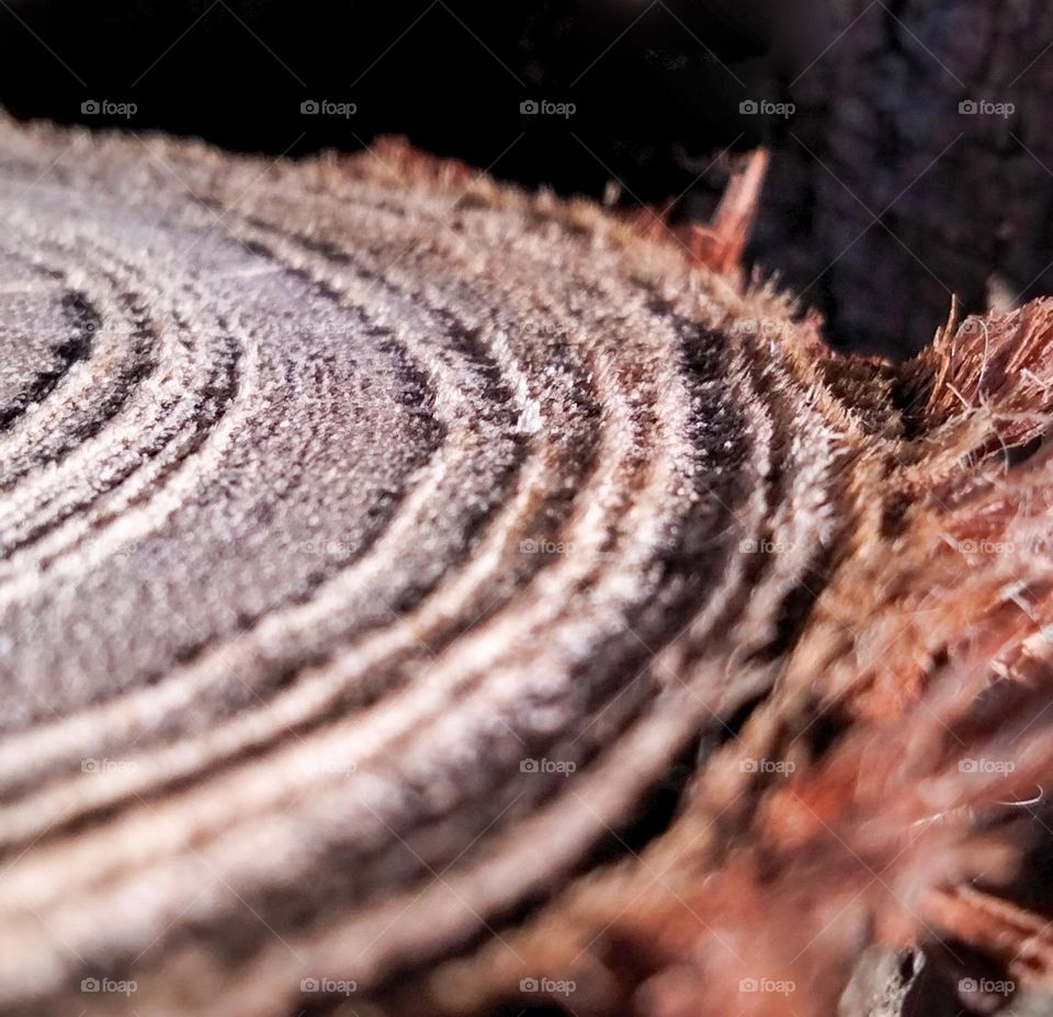 "multiverse" Dissection of a tree trunk different shades of browns