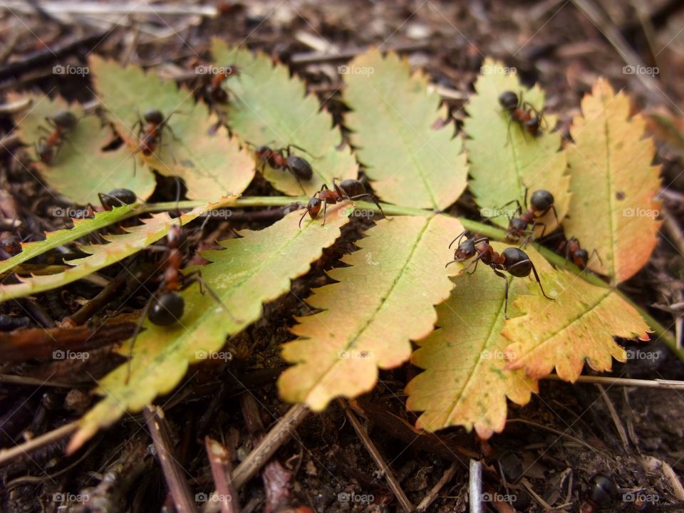 There is an ant hill close to my house. The weather has been nice so the ants have been very busy and active. I noticed that many ants makes an interesting sound.