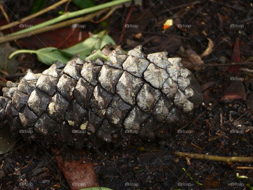 Extreme close-up of pine cone