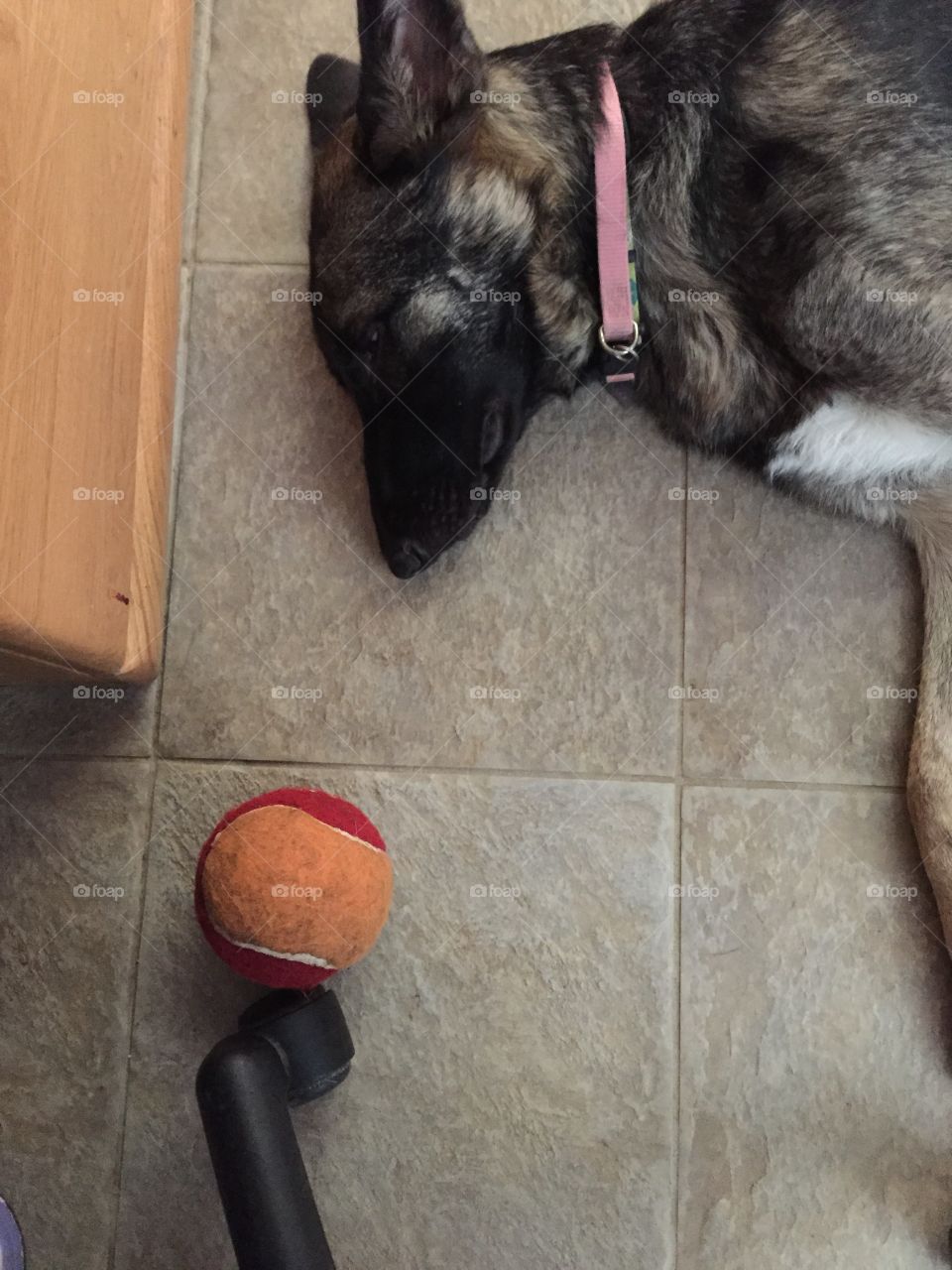 Dog tired. Foster puppy tired after playing fetch
