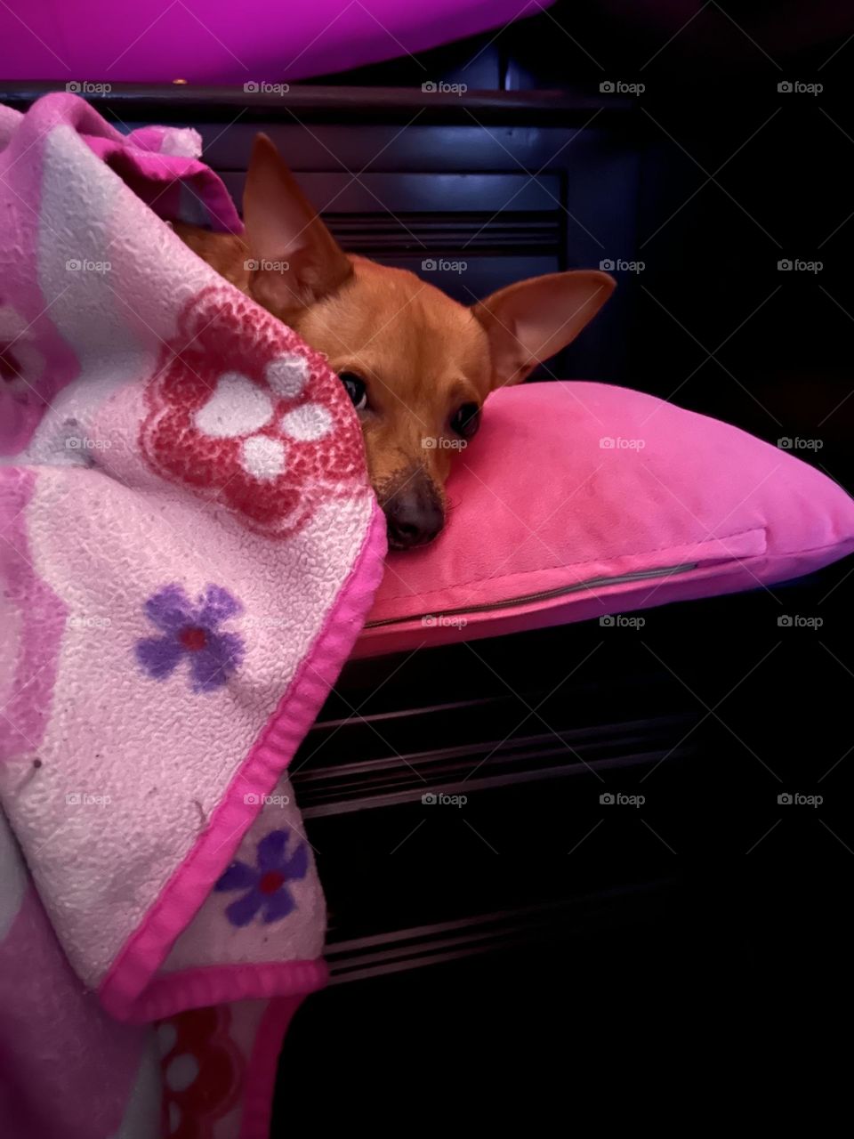 Mighty night puppy edition 