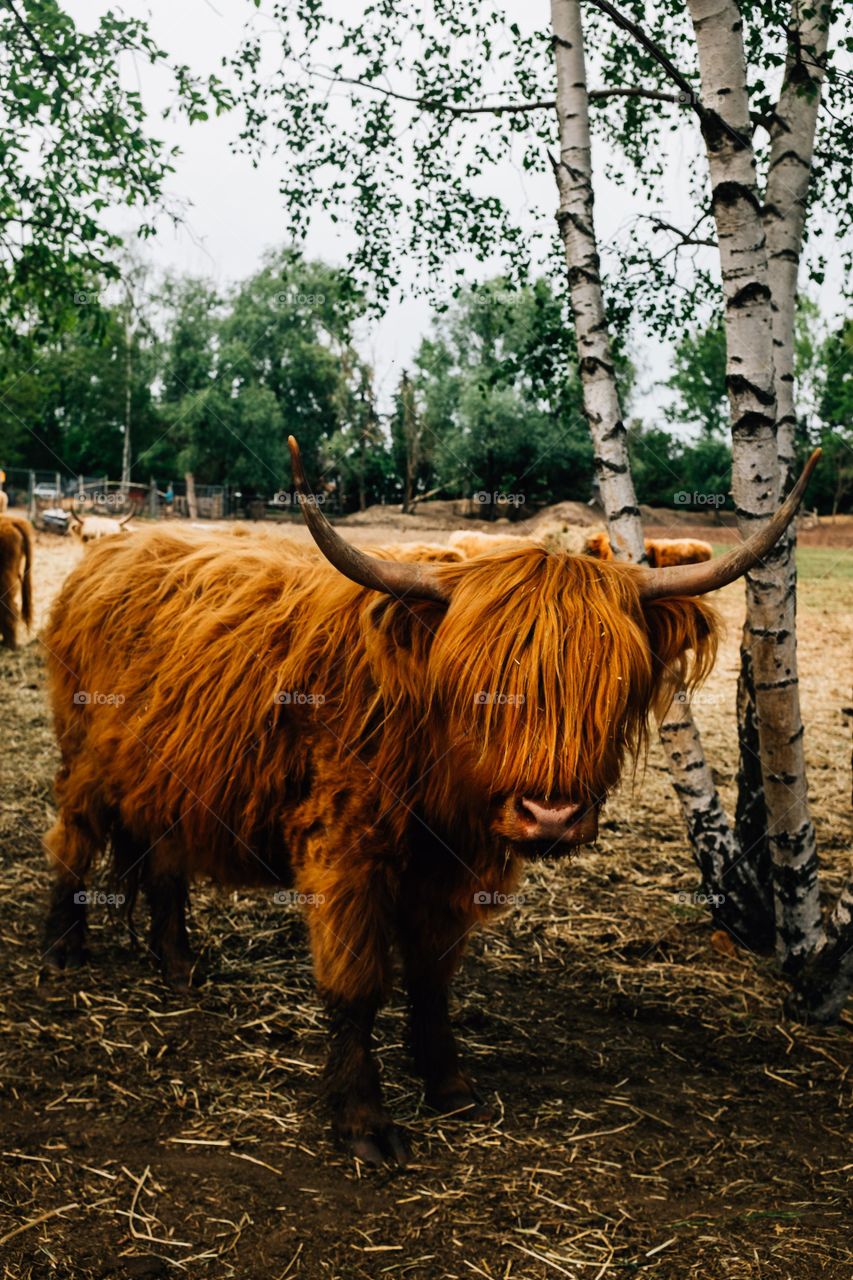 Highland Cow se encuentra junto a un abedul