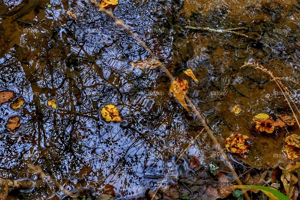 Stream Reflections 