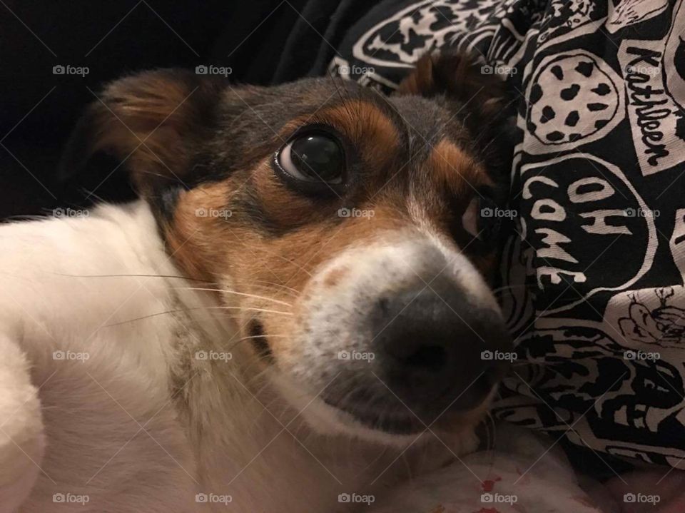 This isnmy dog 
