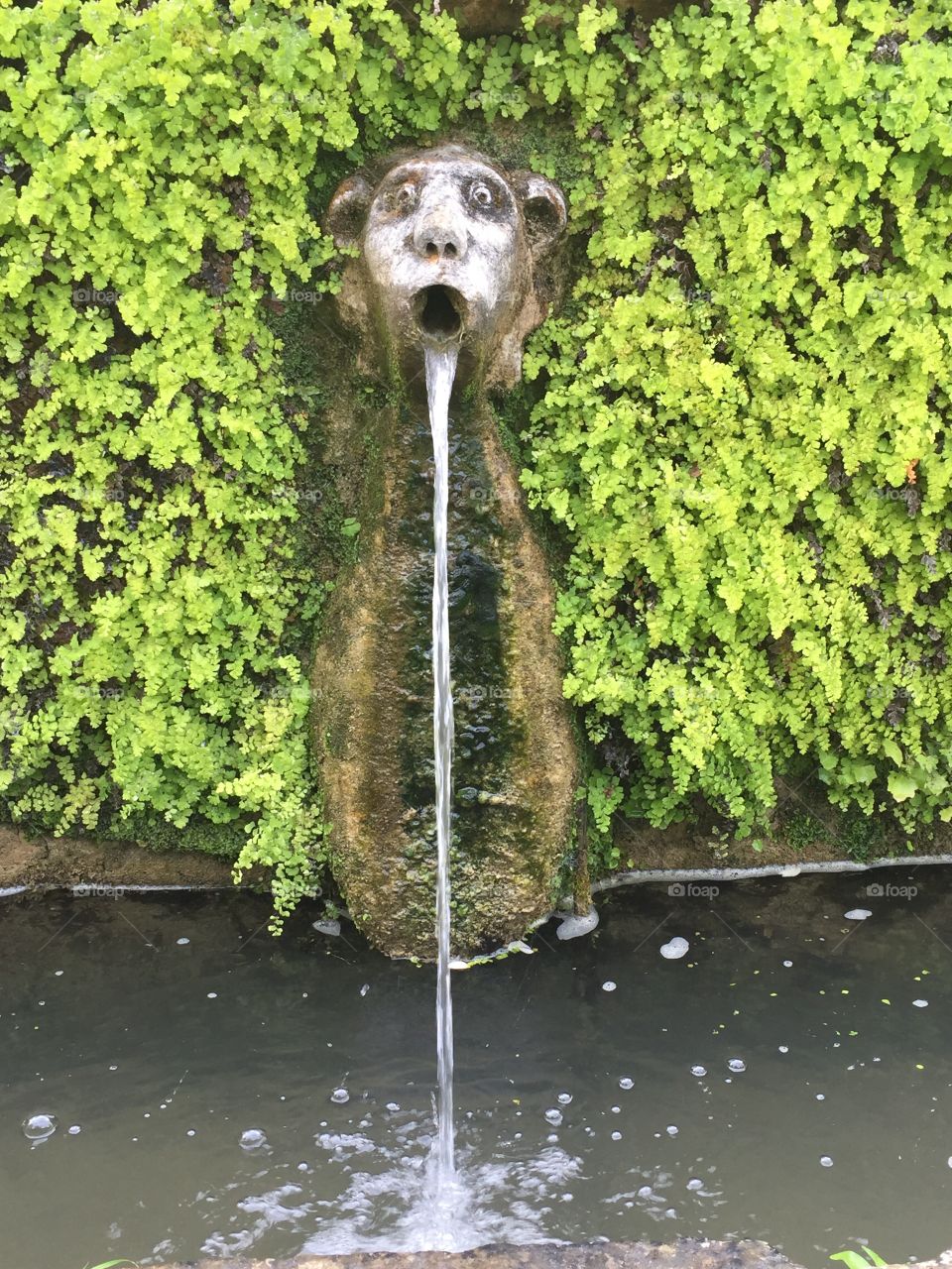 Fontana " stupita"  villa d'este Tivoli 