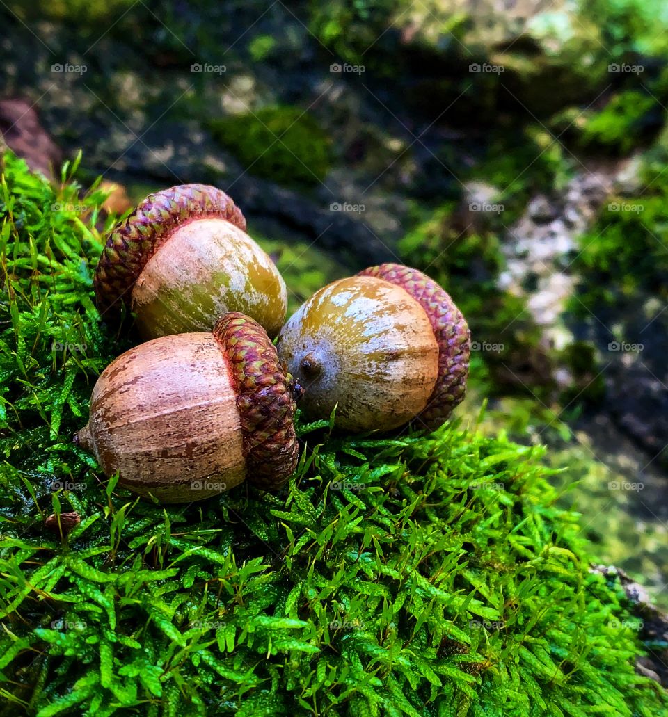 Three acorns on a moss-covered rock—taken in Dyer, Indiana 