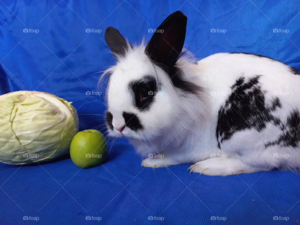 decorative rabbit.