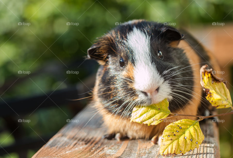 Guinea pig eating leaf outdoors