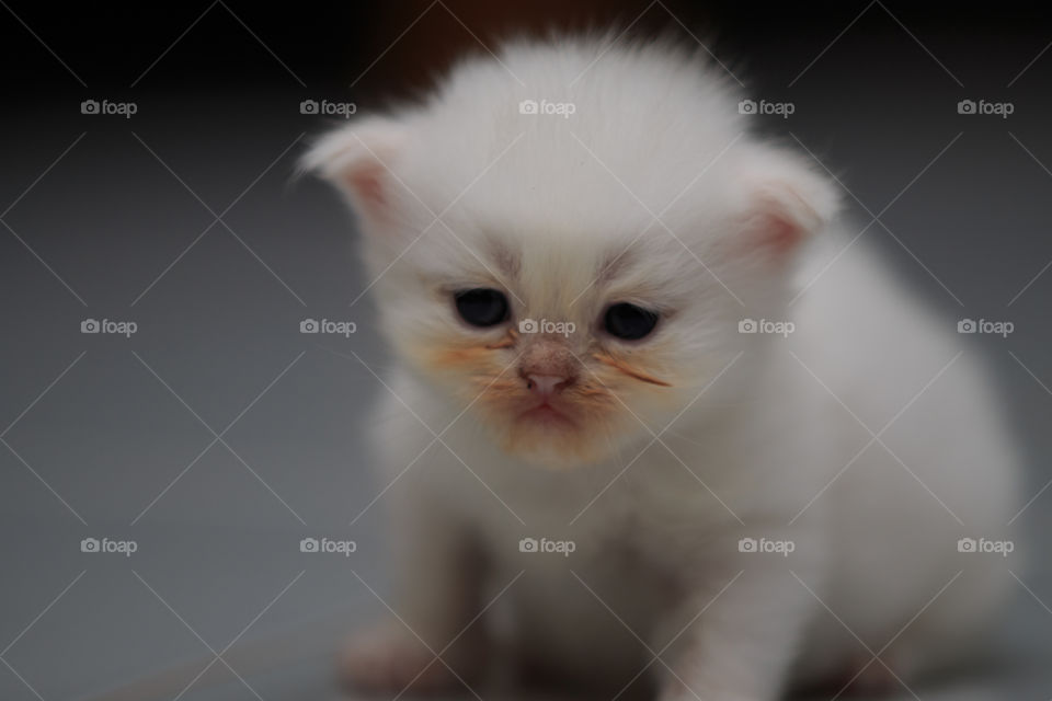 Cat, Cute, Kitten, Portrait, Mammal