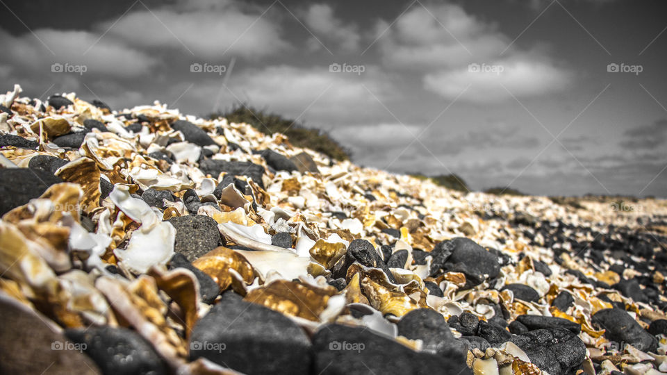 Broken shells on a beach