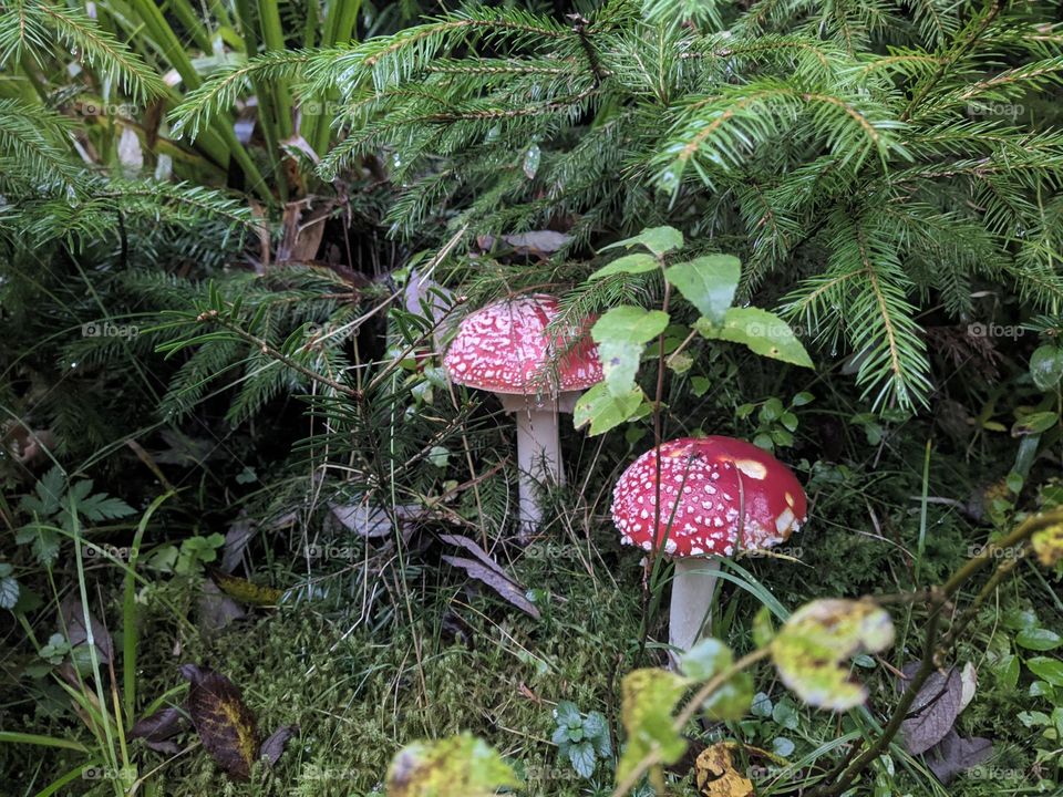 Red fly agaric.