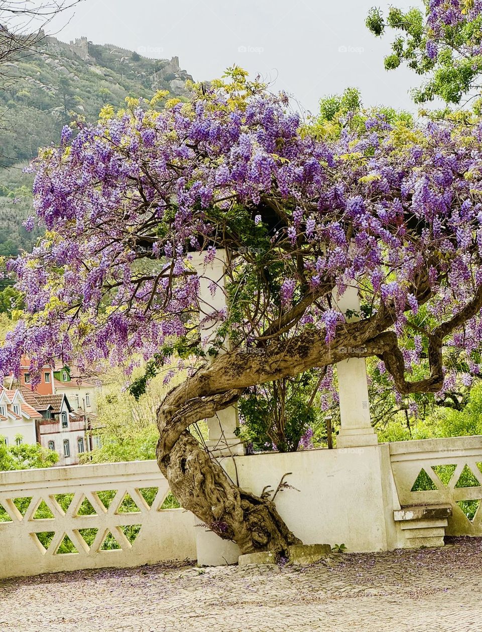 Old Wisteria 