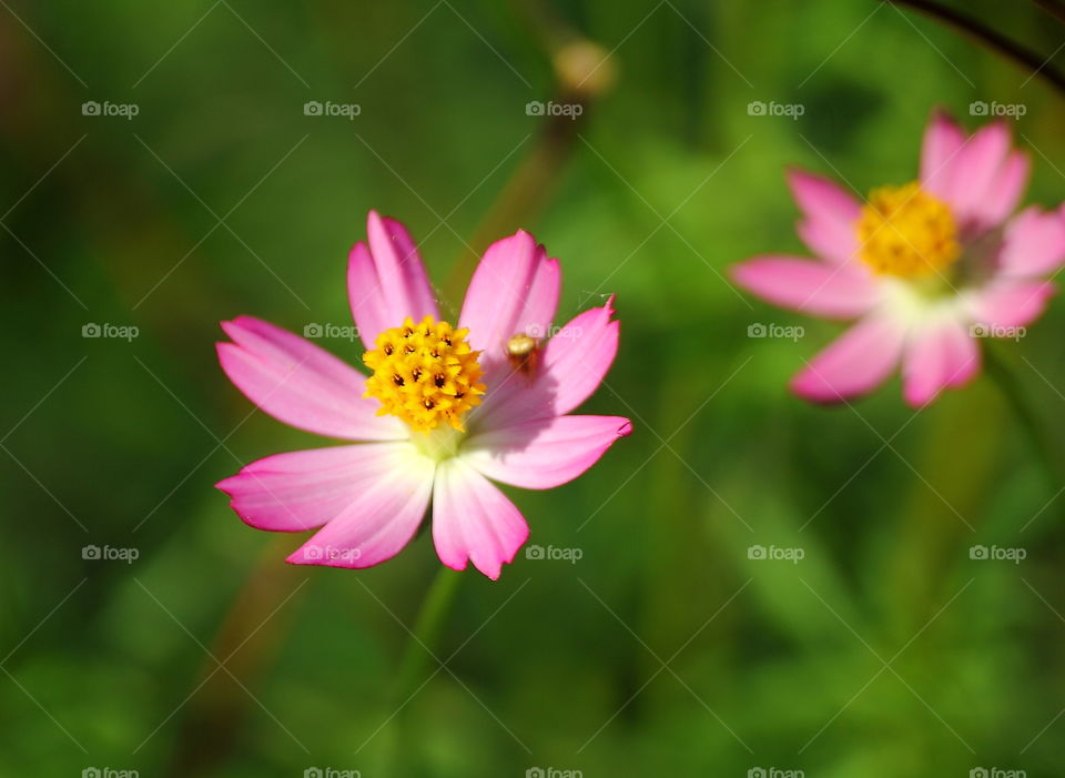 Ray florets. Wild flower pink captured at the side river of grass field. Completely colour of pink petals into the number of 8, and contrastly yellow stamens of its middle.