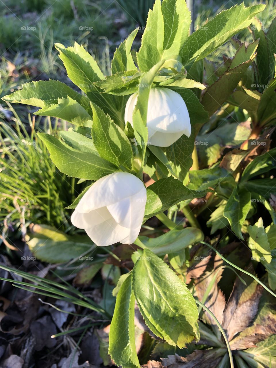 White Bells