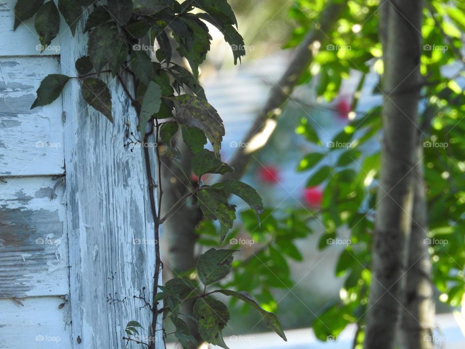 Beautiful plant and tree by a mini house looking like a shed or canine with blurred house on the background with pink flowers.