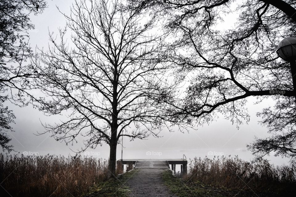 Morning fog. Fog by the lake