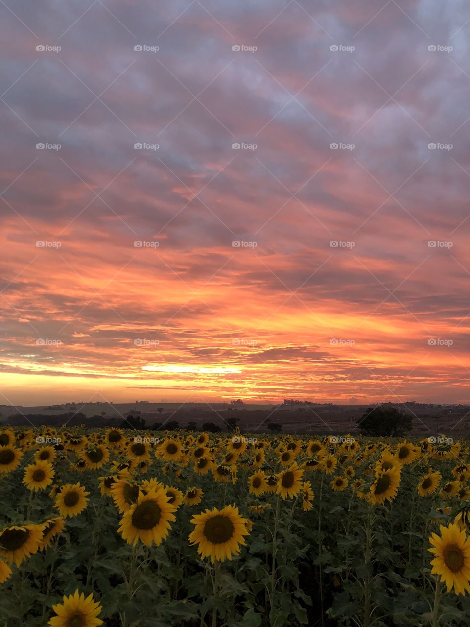 After the sun is set, the sunset colors still remain for some minutes, giving those lucky enough to see, another explosion of colors and beauty.