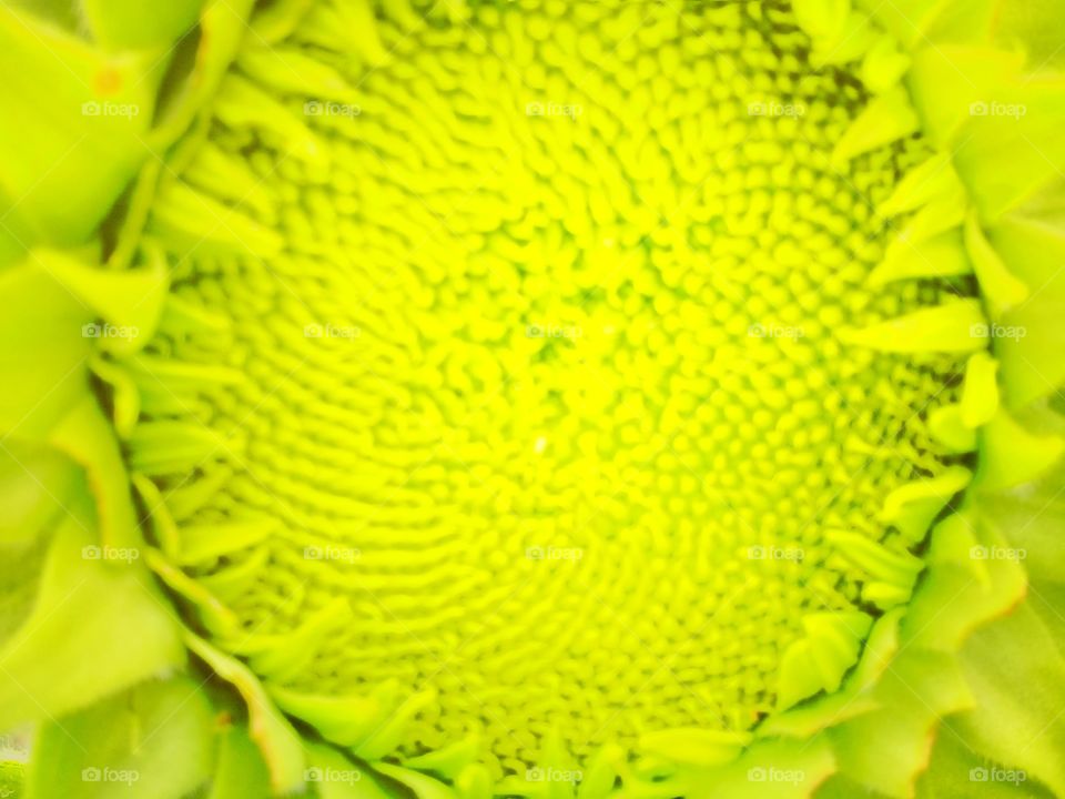 The beauty of fresh flowers and unique shapes